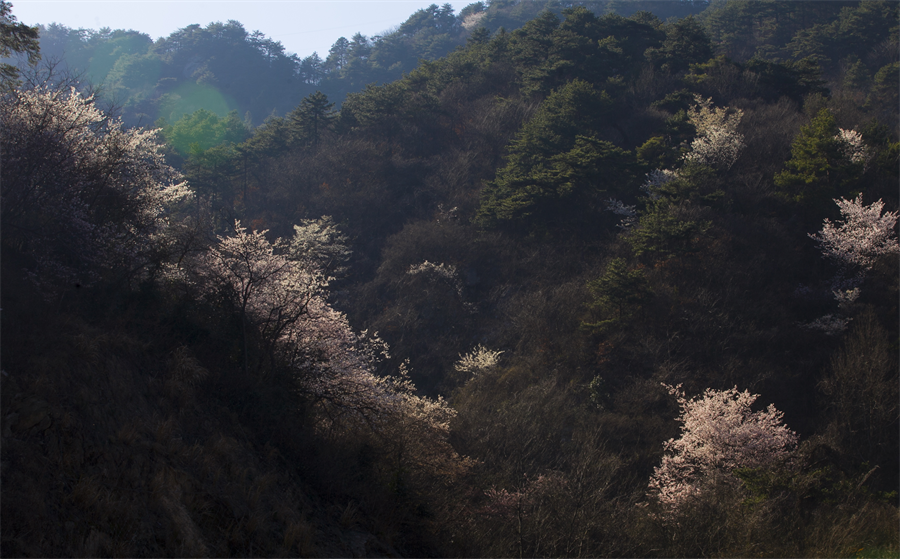 【与春天撞个满怀 打卡最美春景】龟峰山景区樱花谷野樱迎春绽放_fororder_图片8