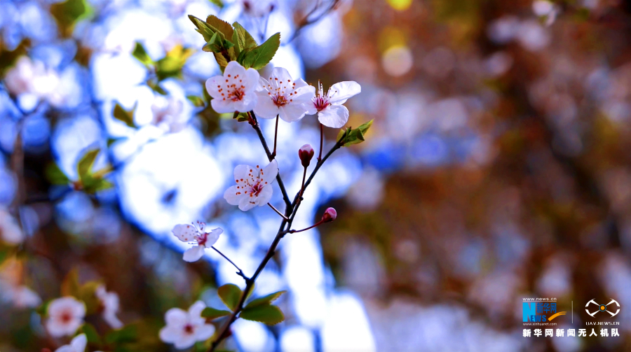 【城市远洋】重庆渝北：樱花盛开春意浓