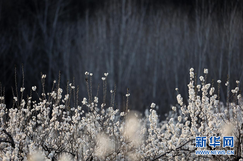 湖北南漳：樱桃花开一树春