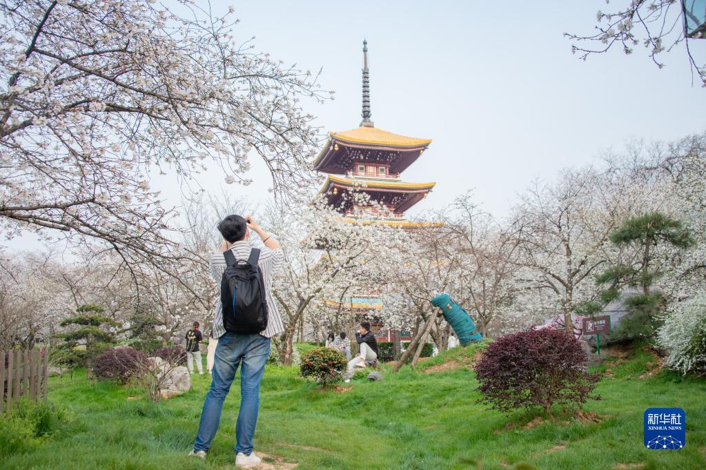 武汉：樱花缤纷游人醉