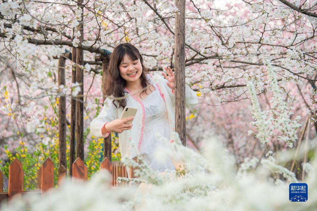 武汉：樱花缤纷游人醉