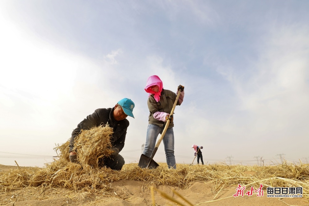 【生态图文列移动端列表】临泽县干群携手压沙织网锁“黄龙”