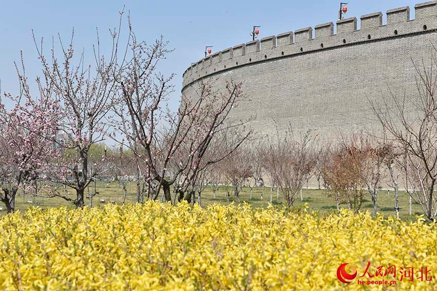 河北石家庄：古城花开春意浓