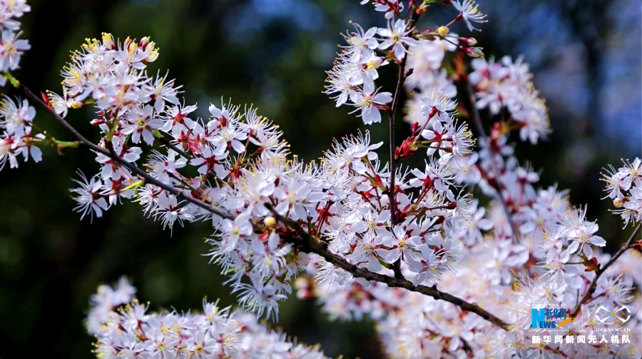 【城市远洋】重庆渝北：樱花盛开春意浓