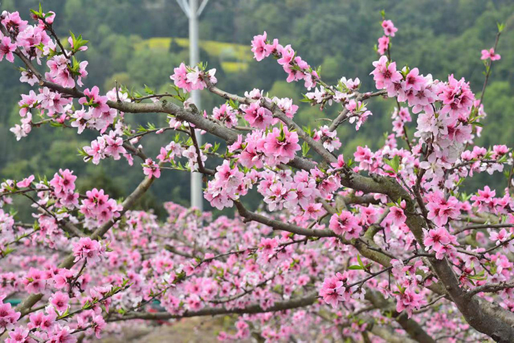 成都金堂：千亩桃花争奇斗艳 2022“桃醉花海 品味乡愁”活动启幕_fororder_盛开的桃花-供图-金堂县委宣传部