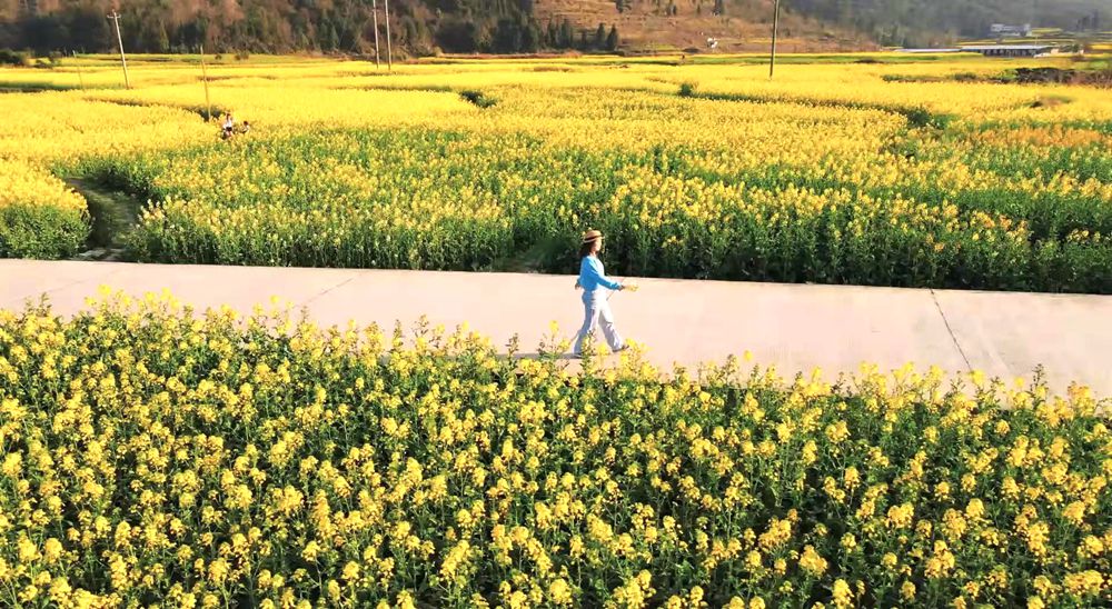 黔南都匀：邂逅春日金色浪漫_fororder_油菜花1