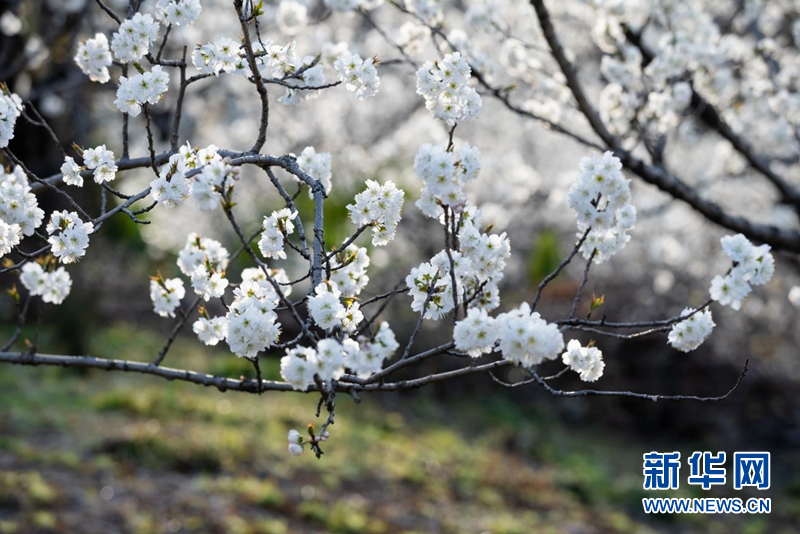 湖北南漳：樱桃花开一树春