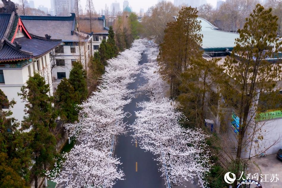 花开“静悄悄” 南京鸡鸣寺路开启云赏樱_fororder_LOCAL202203150724000194722770421