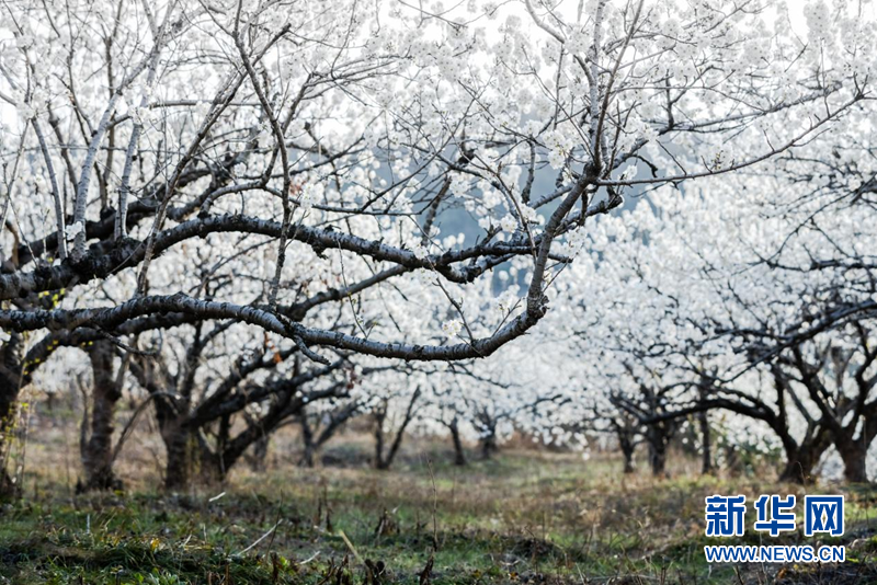 湖北南漳：樱桃花开一树春