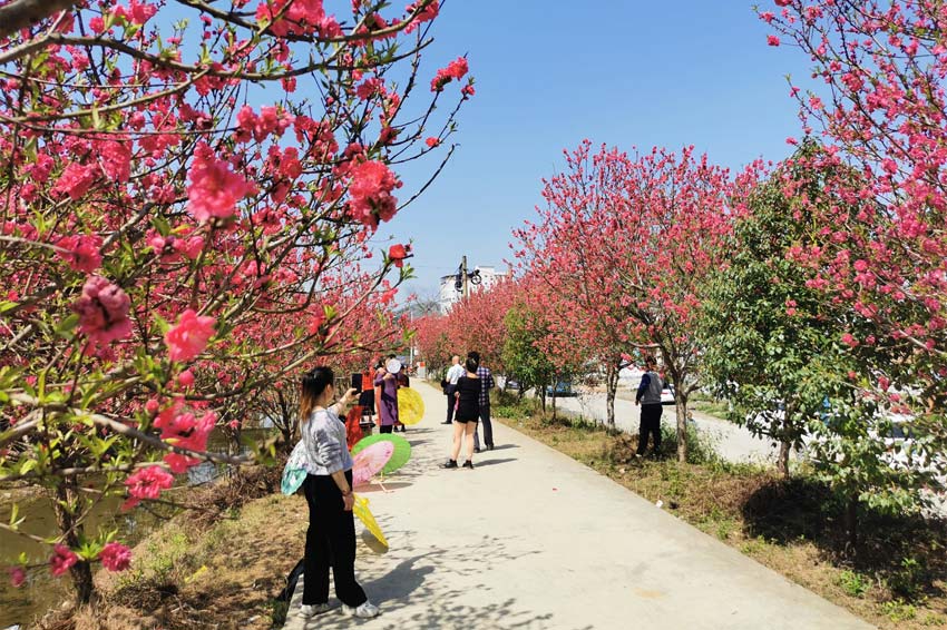 广西宾阳：桃花艳艳引客来