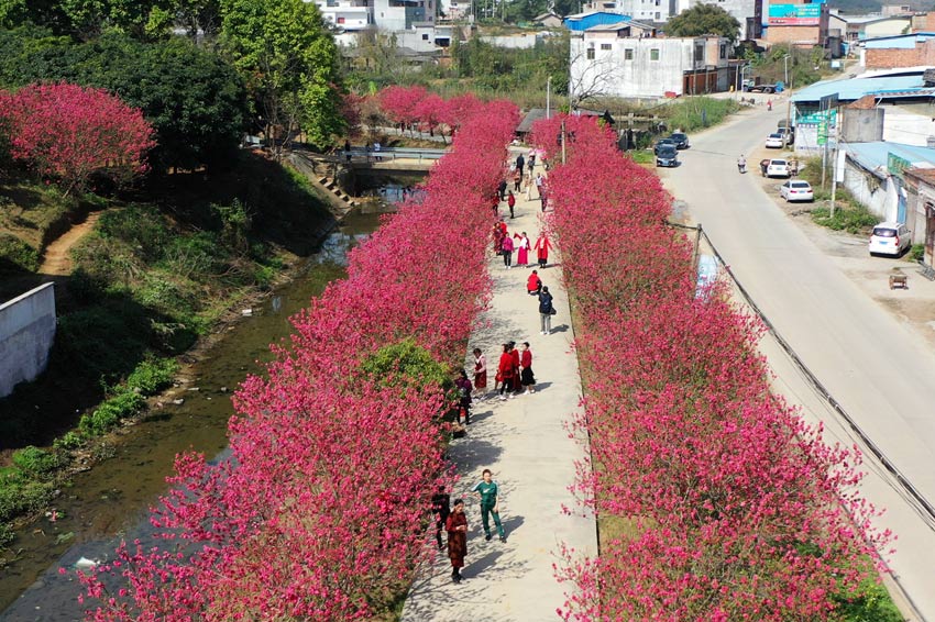 广西宾阳：桃花艳艳引客来