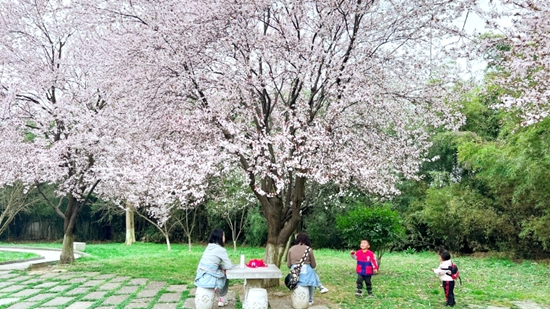 （供稿）贵阳修文：花开春意浓 踏青正当时_fororder_修文阳明