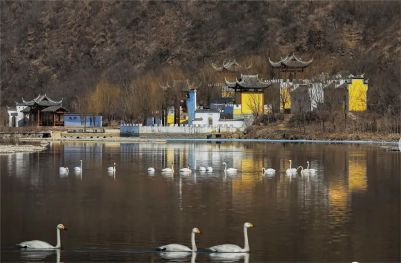 鞍山岫岩水融山湿 天鹅飞来报春晓_fororder_水中的天鹅。供图 岫岩宣传部