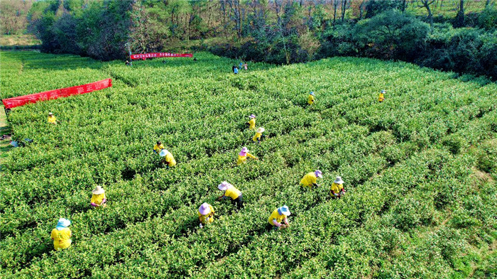 舌尖上的春天 信阳光山春茶迎来开采好时节_fororder_微信图片_20220314154619