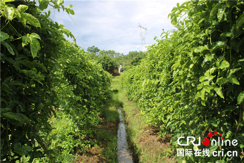 自治区定贫困村和自治区级贫困村是一个意思，已改成级【A】玉林市陆川县：贫困夫妇“种养”出幸福生活（组图）