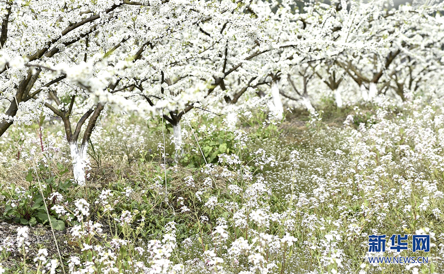 【城市远洋】重庆涪陵：千树万树“李”花开