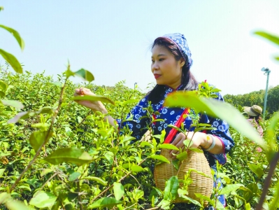 南京雨花茶开采 首批“明前茶”即将上市