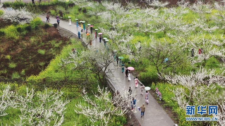 春天，与浪漫李花来一场约会