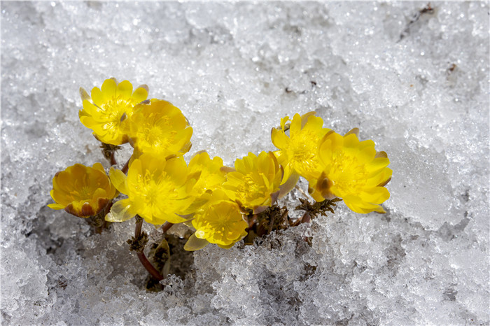 吉林：迎春傲雪的林海雪莲