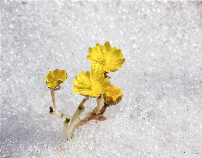 吉林：迎春傲雪的林海雪莲