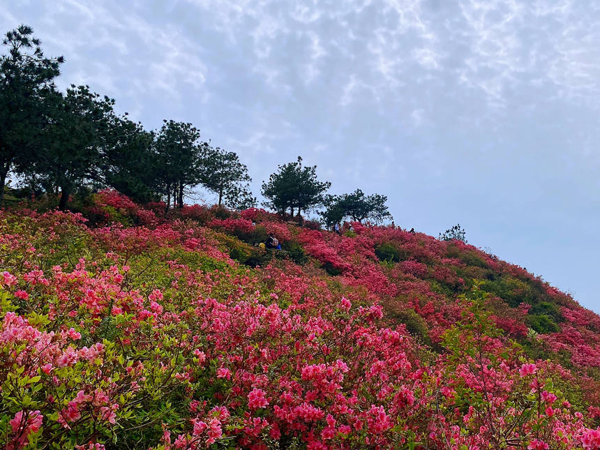 最美人间四月天 漫山杜鹃花正红