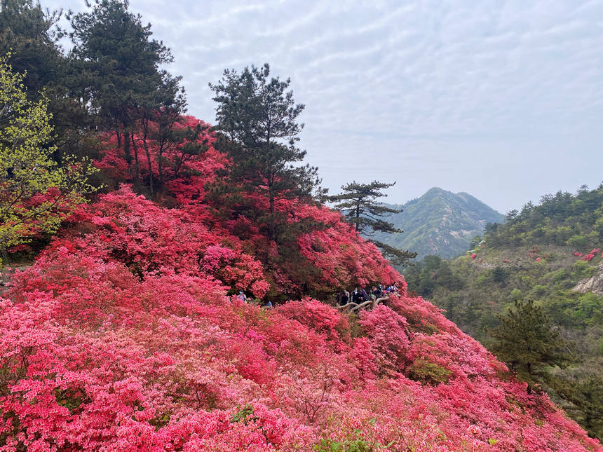 最美人间四月天 漫山杜鹃花正红