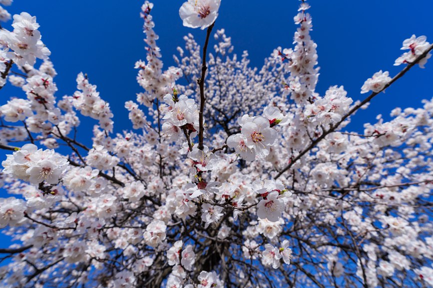 河南灵宝：百年古杏林 花开遍山野