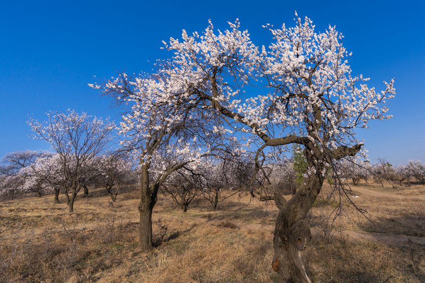 河南灵宝：百年古杏林 花开遍山野