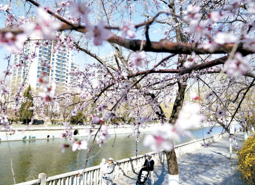 京城春来晚 且待韶华盛