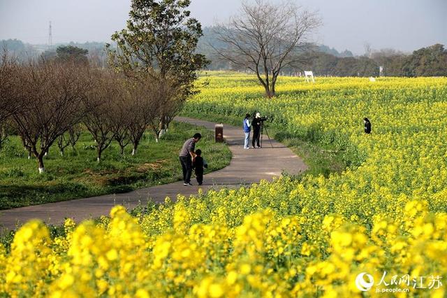 南京高淳：满目金黄香百里 一方春色醉千山