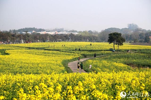 南京高淳：满目金黄香百里 一方春色醉千山