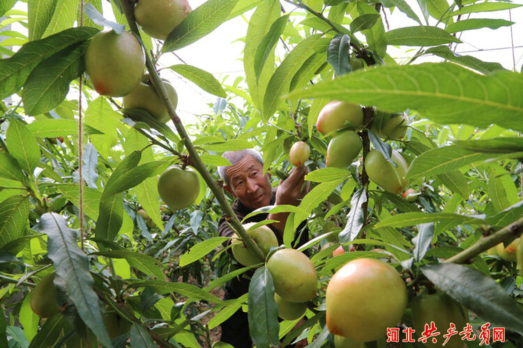 河北迁安：油桃满枝富农家