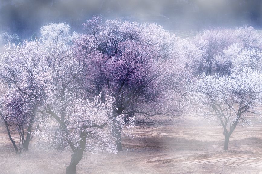 河南灵宝：百年古杏林 花开遍山野