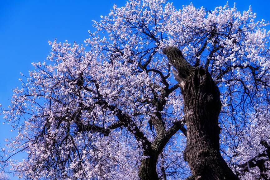 河南灵宝：百年古杏林 花开遍山野