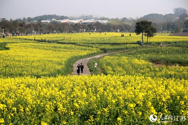 南京高淳：满目金黄香百里 一方春色醉千山