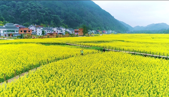 贵州平塘：春回大地万花开_fororder_成片的油菜花