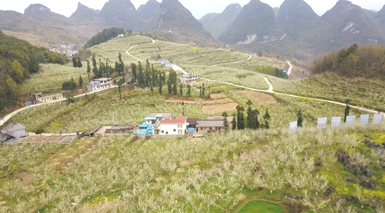 贵州平塘：春回大地万花开_fororder_李花下的乡村