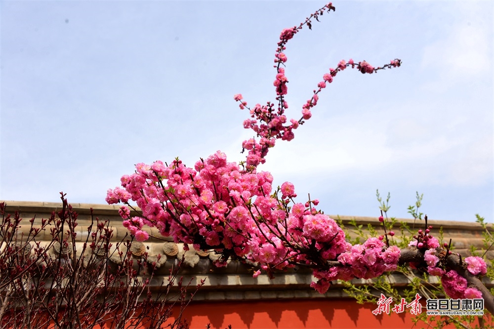 陇西李家龙宫：花香扑鼻迎风来 春色满园惹人醉