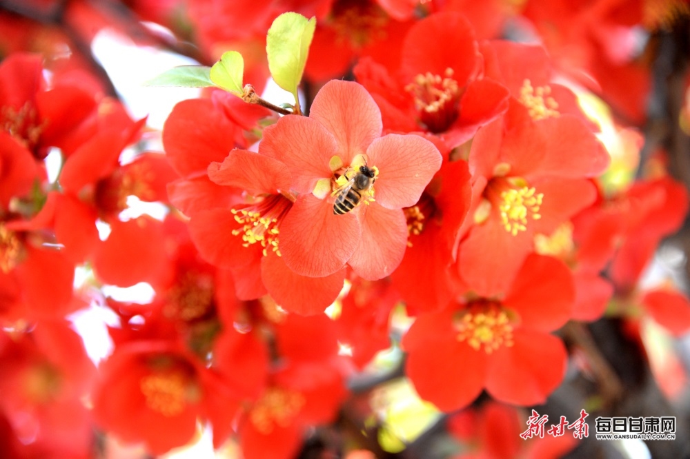 陇西李家龙宫：花香扑鼻迎风来 春色满园惹人醉