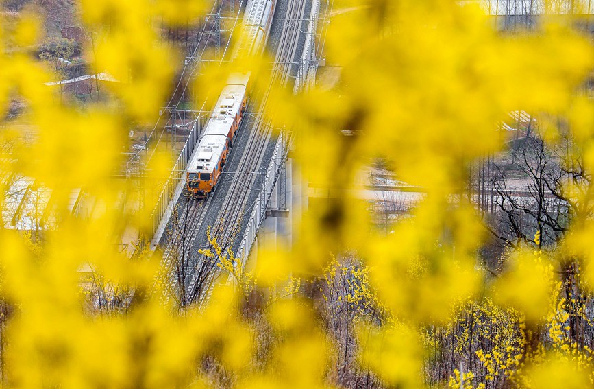 三门峡卢氏：花开春意浓 乡村入画来