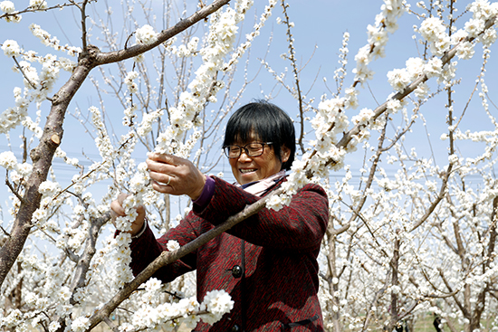 河北衡水：春之花宴惹人醉 芬芳美景变“钱”景