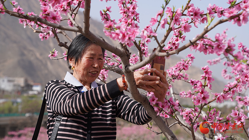 陇南武都：桃花灼灼报春来 踏青赏花正当时_fororder_00301224372_ce0b79bb