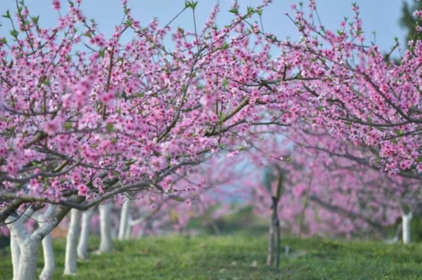 【原创】重庆忠县黄金镇数千亩桃花、李花渐次开放_fororder_图片6