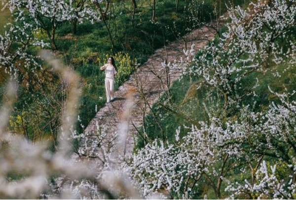 【原创】重庆忠县黄金镇数千亩桃花、李花渐次开放_fororder_图片7