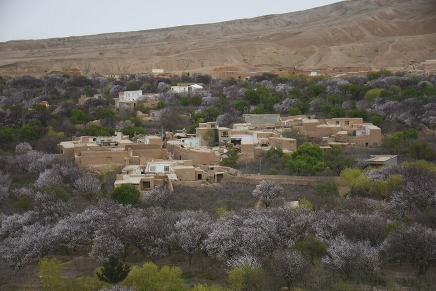 Asia Album: Almond Blossoms Herald Arrival of Spring in Afghanistan