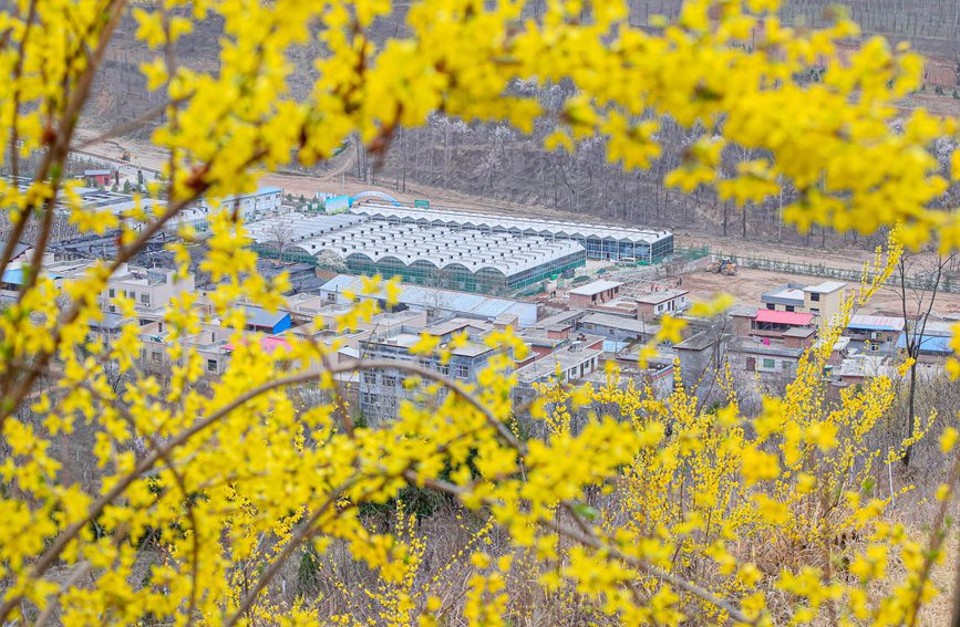 三门峡卢氏：花开春意浓 乡村入画来