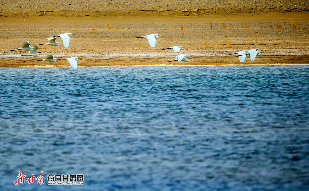 【焦点轮播图】敦煌西湖湿地成候鸟栖息的乐园