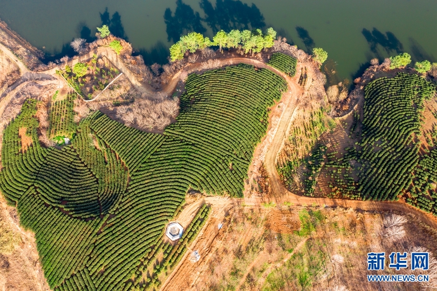 南阳桐柏：生态茶园喜获丰收