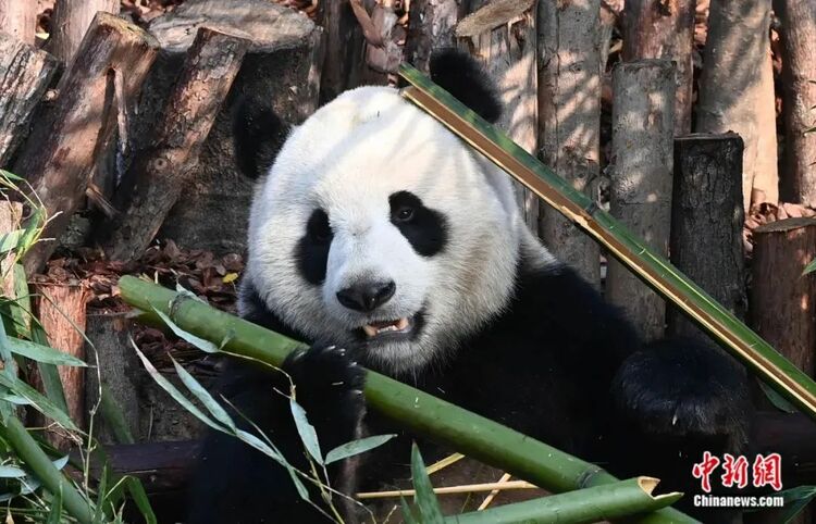 （转载）人这一辈子，一定要去一趟成都