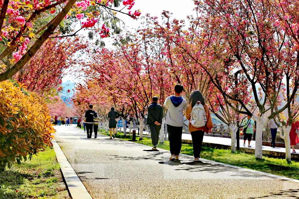 贵州六盘水：水城河沿岸樱花盛开 景色如画春光美_fororder_赵